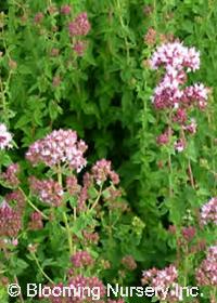 Origanum virens           